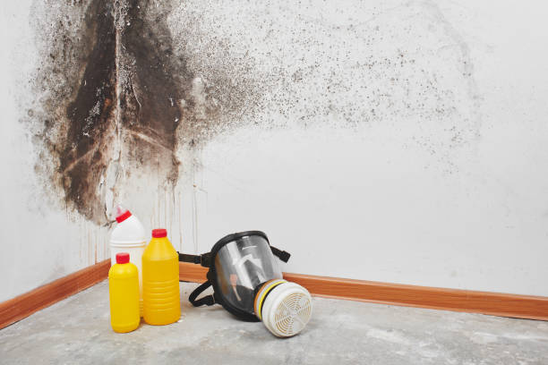 Best Crawl Space Mold Removal  in North Miami Beach, FL