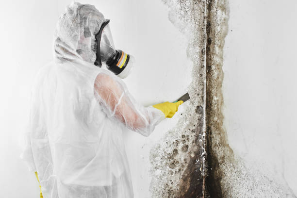 Best Attic Mold Removal  in North Miami Beach, FL