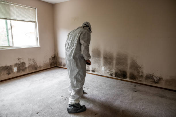 Best Toxic Mold Removal  in North Miami Beach, FL
